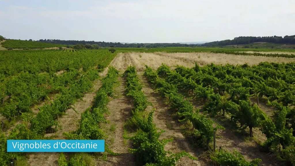 Viñedos de Occitanie - Drone Proinfluent